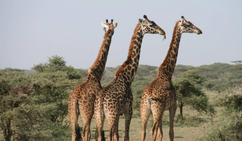 Pourquoi choisir un circuit organisé au Kenya pour votre voyage