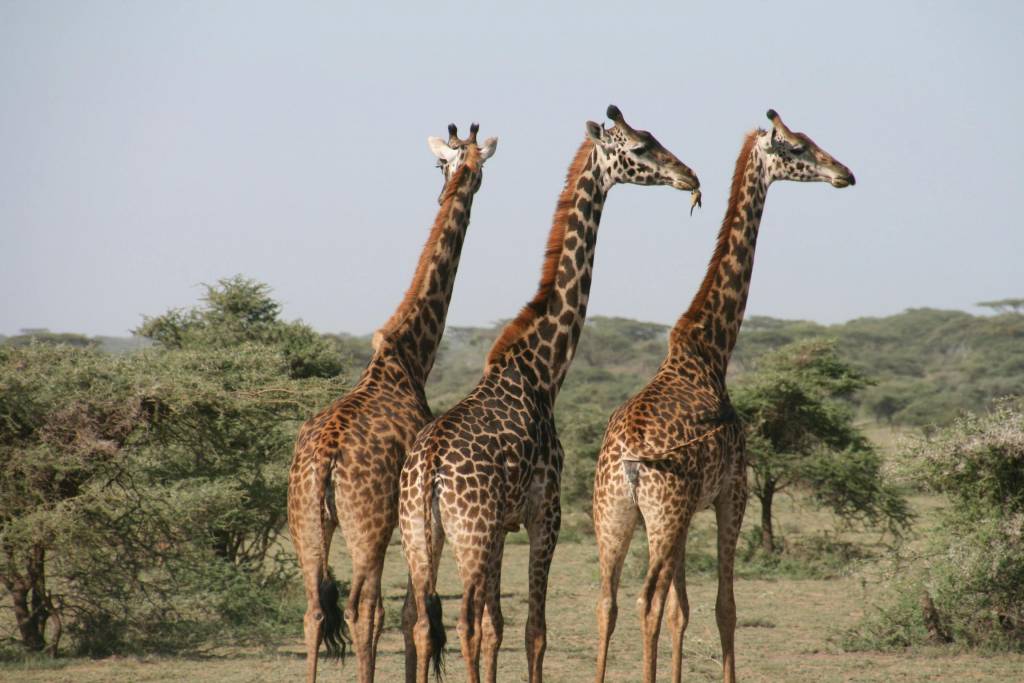 Pourquoi choisir un circuit organisé au Kenya pour votre voyage