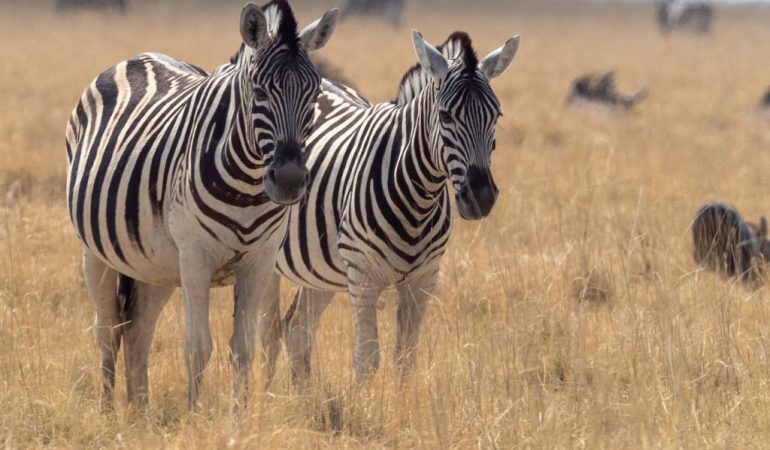 Safari en Namibie : une aventure inoubliable au cœur de la savane