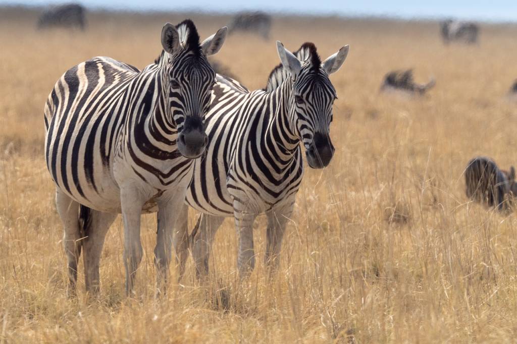 Safari en Namibie : une aventure inoubliable au cœur de la savane