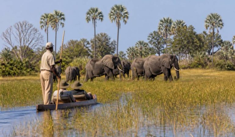 Que voir dans le delta botswana afrique lors d’un safari