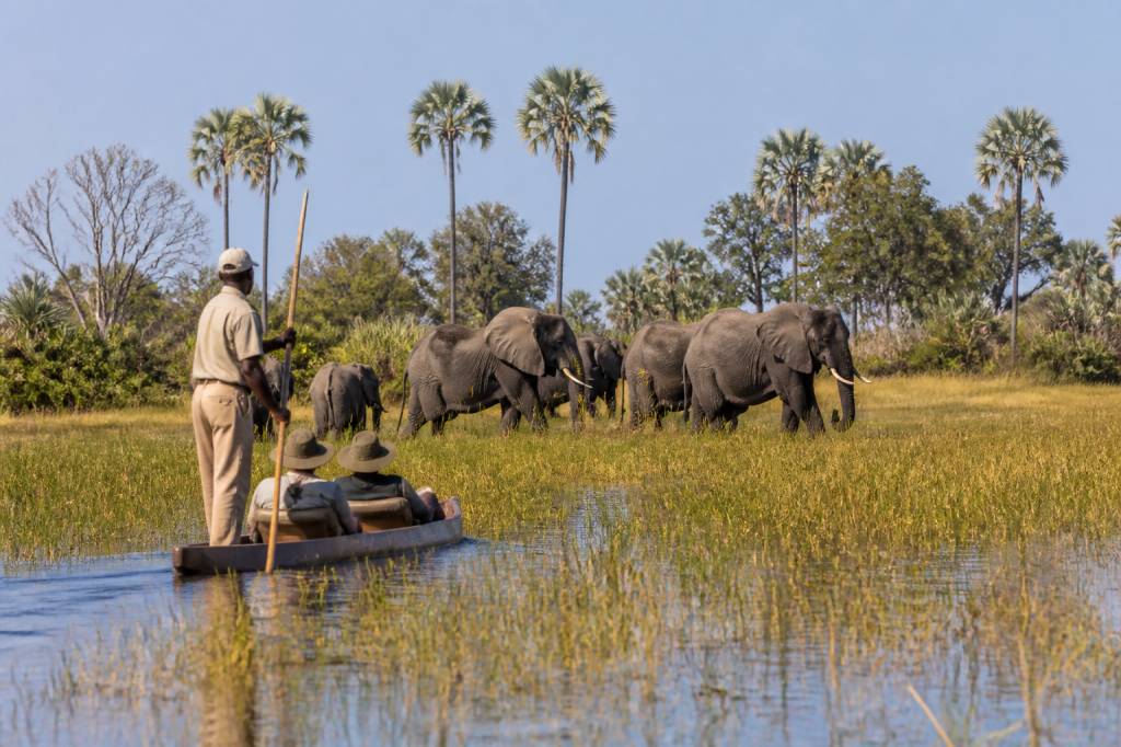 Que voir dans le delta botswana afrique lors d’un safari